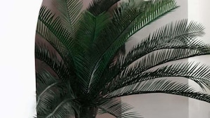 Une plante en pot, placée dans un coin, devant un mur blanc et sur un plancher en bois.