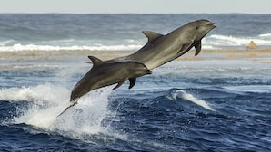 Deux dauphins sautent hors de l’océan.
