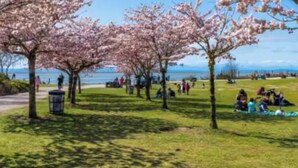 Un parc avec des cerisiers en fleurs, un sentier et des gens qui se détendent sur l’herbe.