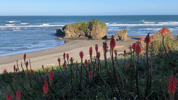 Una spiaggia con una grande formazione rocciosa e fiori rossi in primo piano.