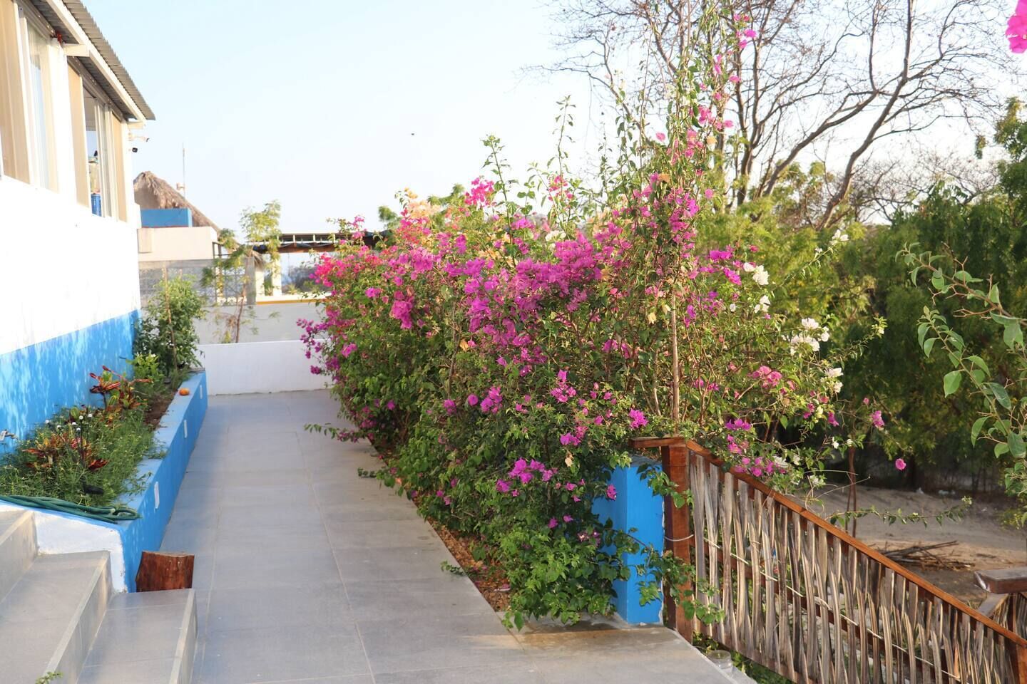 Un étroit sentier bordé de buissons de bougainvilliers aux couleurs vives et d’un mur bleu.