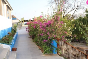A narrow pathway flanked by vibrant bougainvillea bushes and a blue wall. - Valentina Salchi Bay - Buddha apartament (Barra de Cuatunalco)