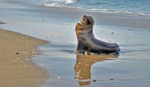 A seal on a beach with waves in the background.