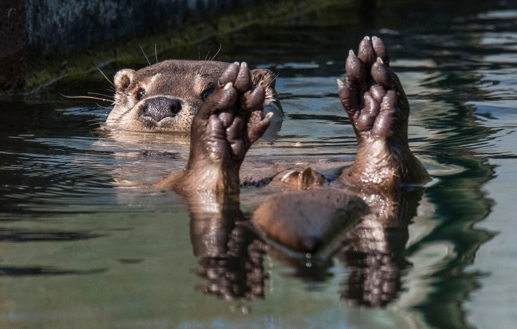 Een waterhyppopotamus staat gedeeltelijk in het water met zijn voorpoten omhoog.