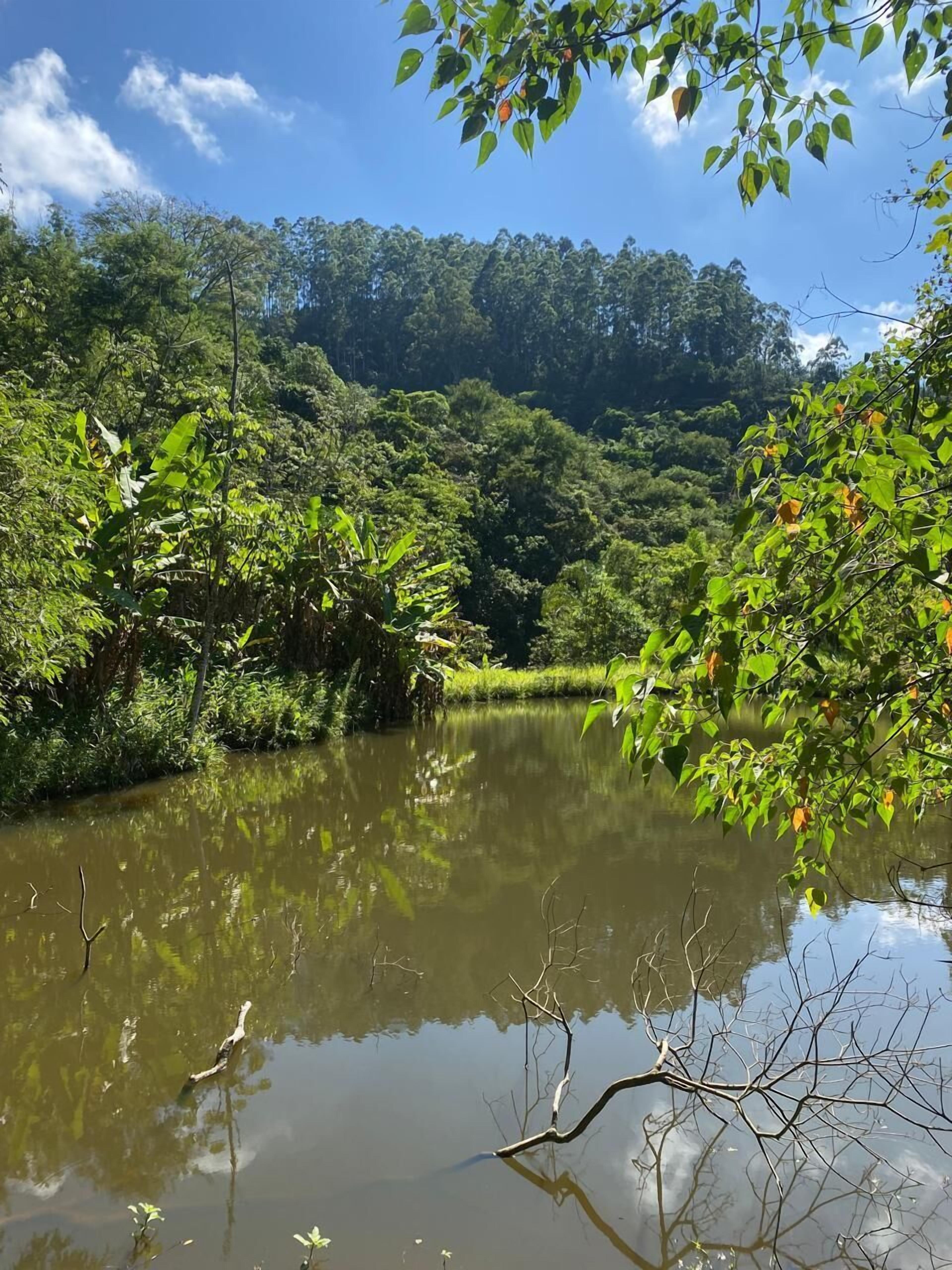 Ein friedlicher Fluss, umgeben von dichtem Grün und Bäumen.