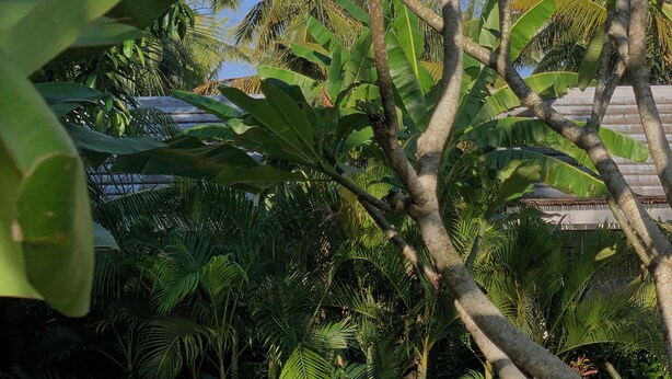 Un espace aménagé au bord de la piscine, avec des fauteuils de relaxation en osier et une piscine aux eaux cristallines, le tout entouré d’une végétation tropicale luxuriante.