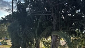 A gravel path leading to a house surrounded by dense trees and a palm tree. - Modern studio in Grand Cayman, West Bay w / private patio & short walk to beach! (West Bay)