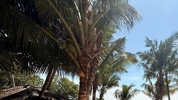 A sandy beach with palm trees, a thatched-roof structure, and a wooden pathway leading to the sea. - OLA Tangalle (Tangalle)