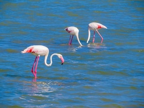 Parasols, serviettes de plage