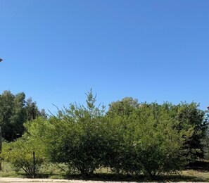 Un ciel d’un bleu limpide et une zone verdoyante, dense et couverte de végétation.