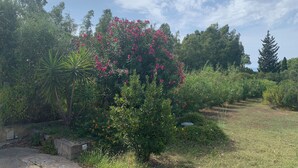 A garden with various plants and trees, including a prominent flowering bush. - B&B Hideaway Haven Villa (Sant'Anna Arresi)