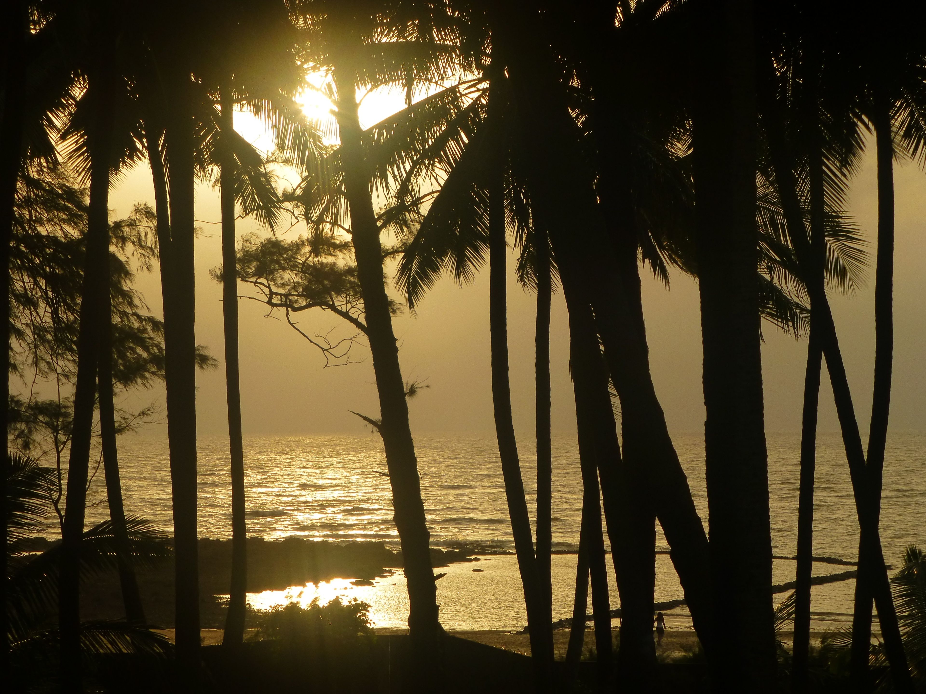 Escena de playa con palmeras y el océano.