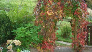 A garden with a wooden arbor covered in autumn leaves. - Lauras Country Guesthouse 'Type B Double Room with Balcony' (Medebach)