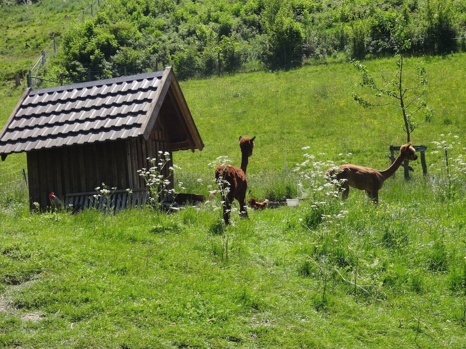 Un entorno rural con una cabaña de madera y llamas pastando en un campo verde exuberante.