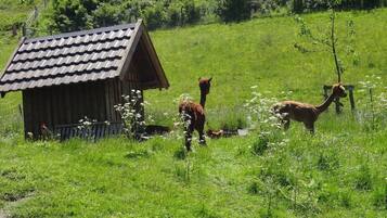 Un entorno rural con una cabaña de madera y llamas pastando en un campo verde exuberante.