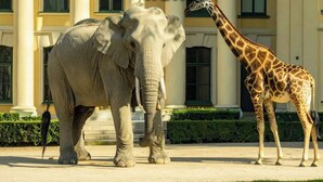 Two large animals, an elephant and a giraffe, standing in a courtyard with a building in the background. - Queen Bed Central Studio w/ kitchenette & smart TV (Wien)