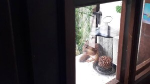 Een raam met een eekhoorn die op een vogelvoerder zit.