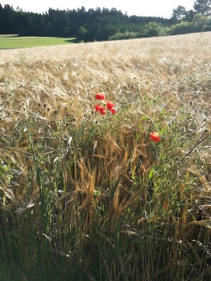 A field with wheat and red flowers, with a forest in the background.