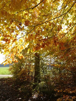 Miscellaneous - 60 m² apartment with private terrace, shared garden, and Wi-Fi (Hayingen)