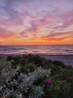 A sunset view over the ocean with pink flowers in the foreground. - BUG Vacation Home - Between the Bodden and the Sea - Bug Vacation Home - Charming Retreat (Dranske)