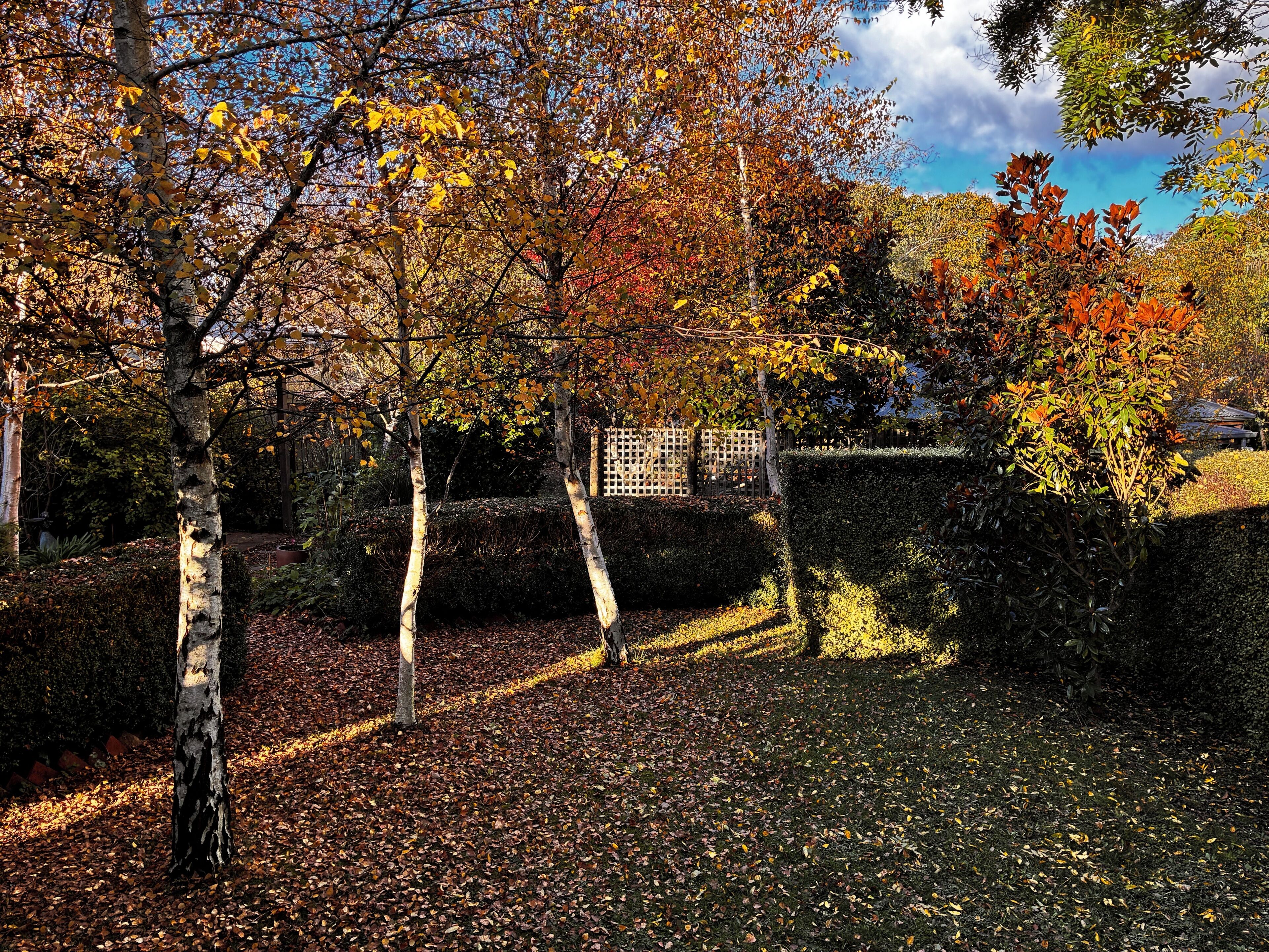 A garden with trees, a hedge, and a wooden fence.
