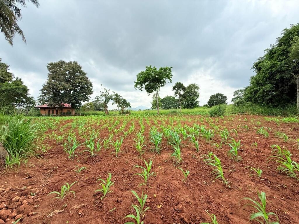 A field with young plants, a building in the background, and trees under a cloudy sky.