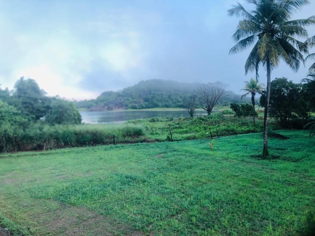 A grassy field with a palm tree and a body of water in the background.