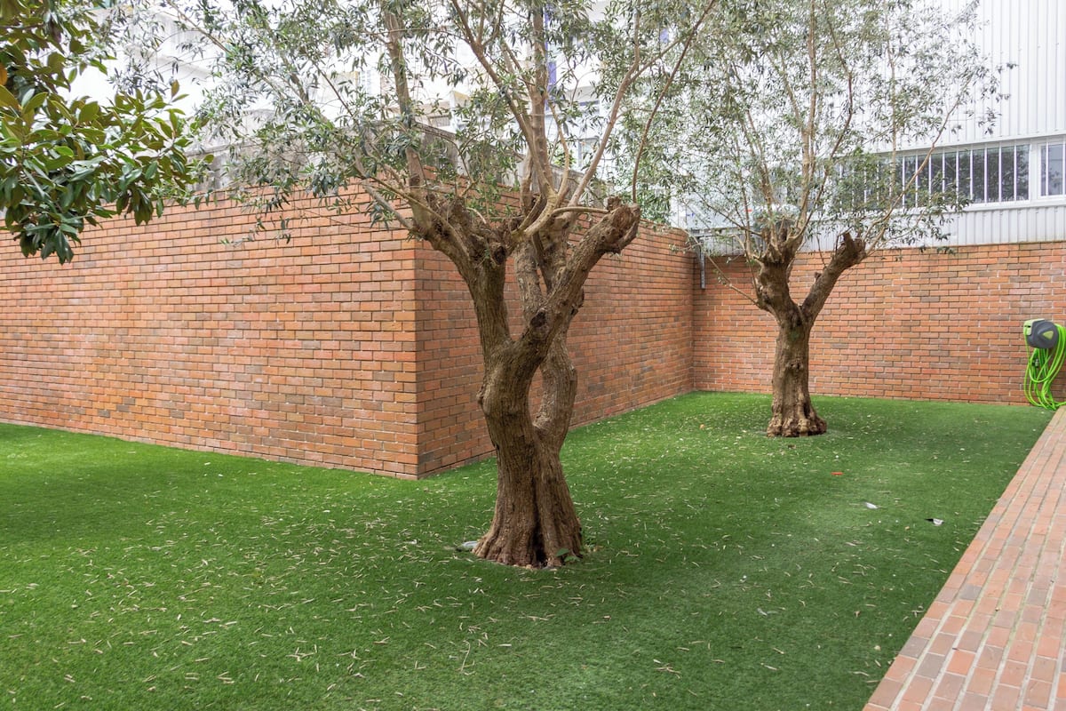 Une cour intérieure avec deux arbres et un mur en briques.