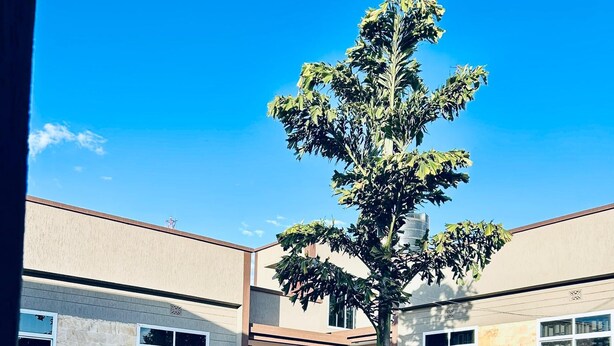 Μια αυλή με πλακόστρωτο πεζόδρομο, ένα κτίριο με μοντέρνο σχεδιασμό και ένα δέντρο στο κέντρο.