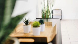 Una cocina moderna con encimera de madera, tres macetas y una planta verde alta al fondo.