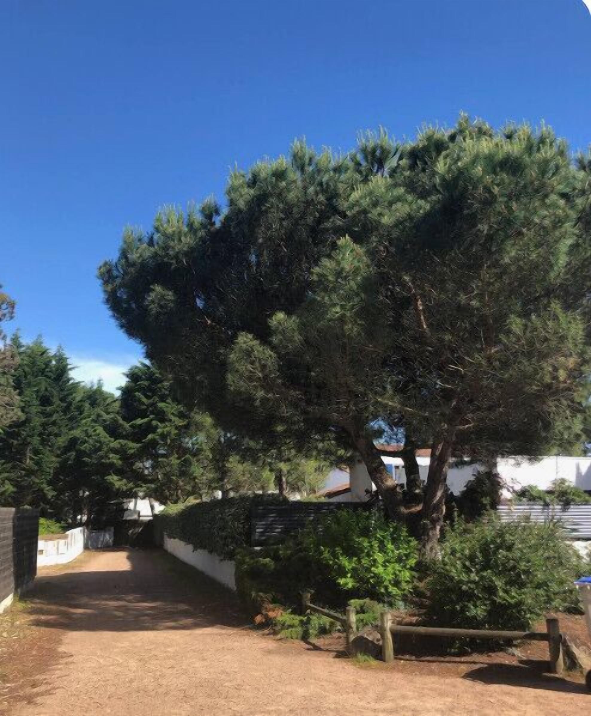 A pathway leading to a building with a large tree in the foreground.