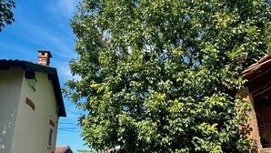 Un quartier résidentiel avec un grand arbre au centre, un bâtiment blanc à gauche et un bâtiment en briques à droite.