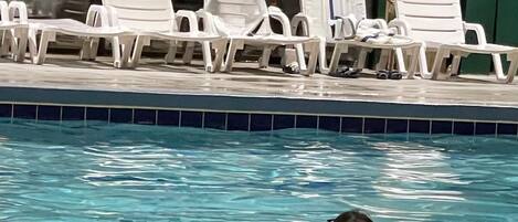 Indoor pool, a heated pool