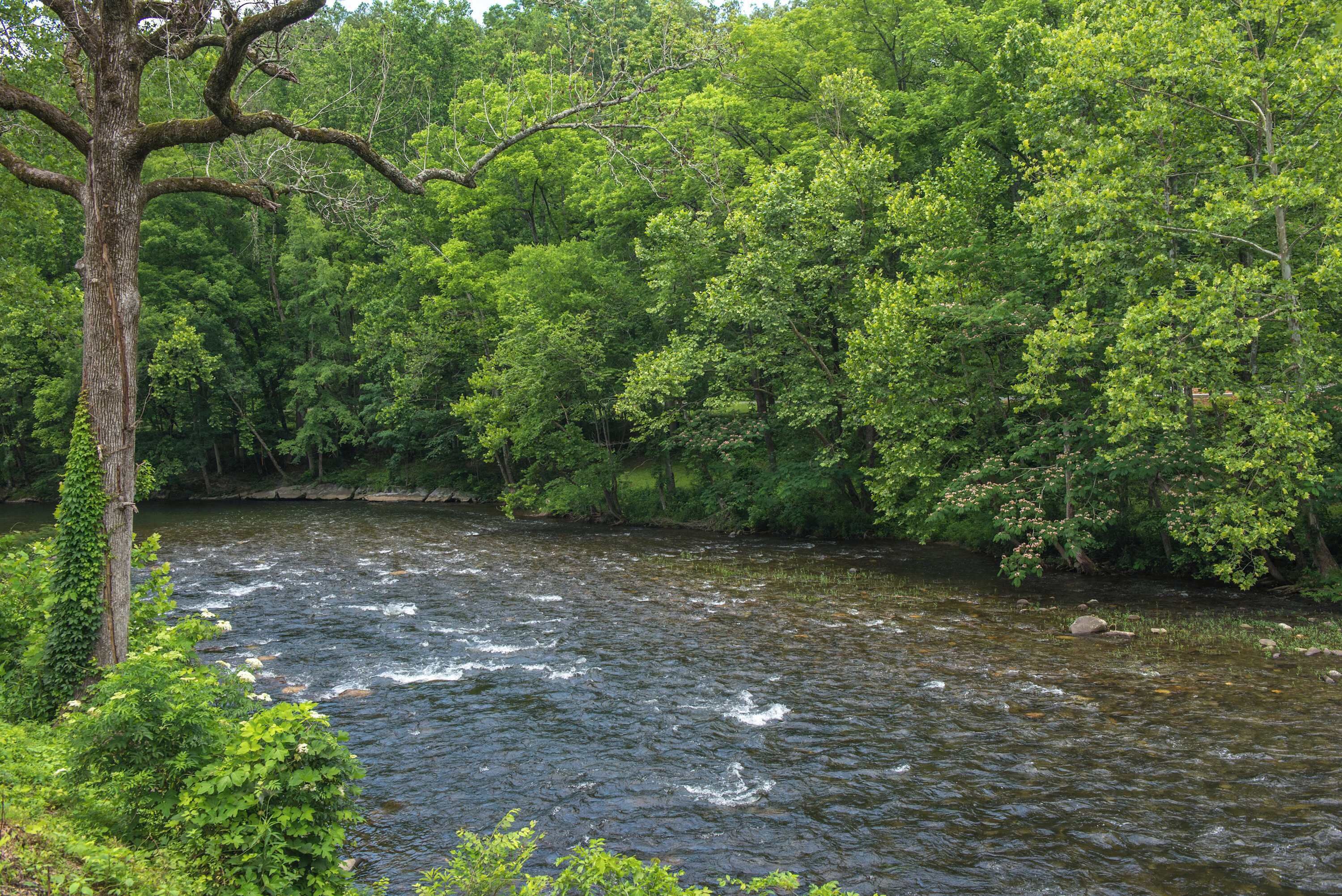 Ein Fluss fließt durch ein dicht bewaldetes Gebiet, links steht ein großer Baum.