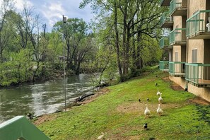 Une vue sur le fleuve, avec une zone herbeuse et un bâtiment doté de balcons.