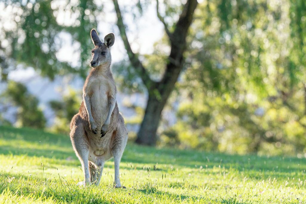 A kangaroo standing in a grassy area with trees in the background.