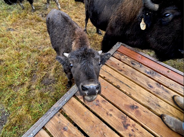 Une table en bois, dont les bords sont en métal, entourée d’herbe et d’une vache.