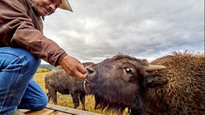 A person interacting with a bison in a rural setting. - Private Pond-Side Manor on a Working Wyoming Ranch (Bondurant)