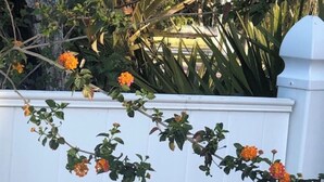 Ein weißer Holzzaun, der von orangefarbenen Blüten überwuchert ist.