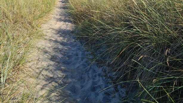 Een zandpad dat naar de oceaan leidt, omringd door hoog gras.