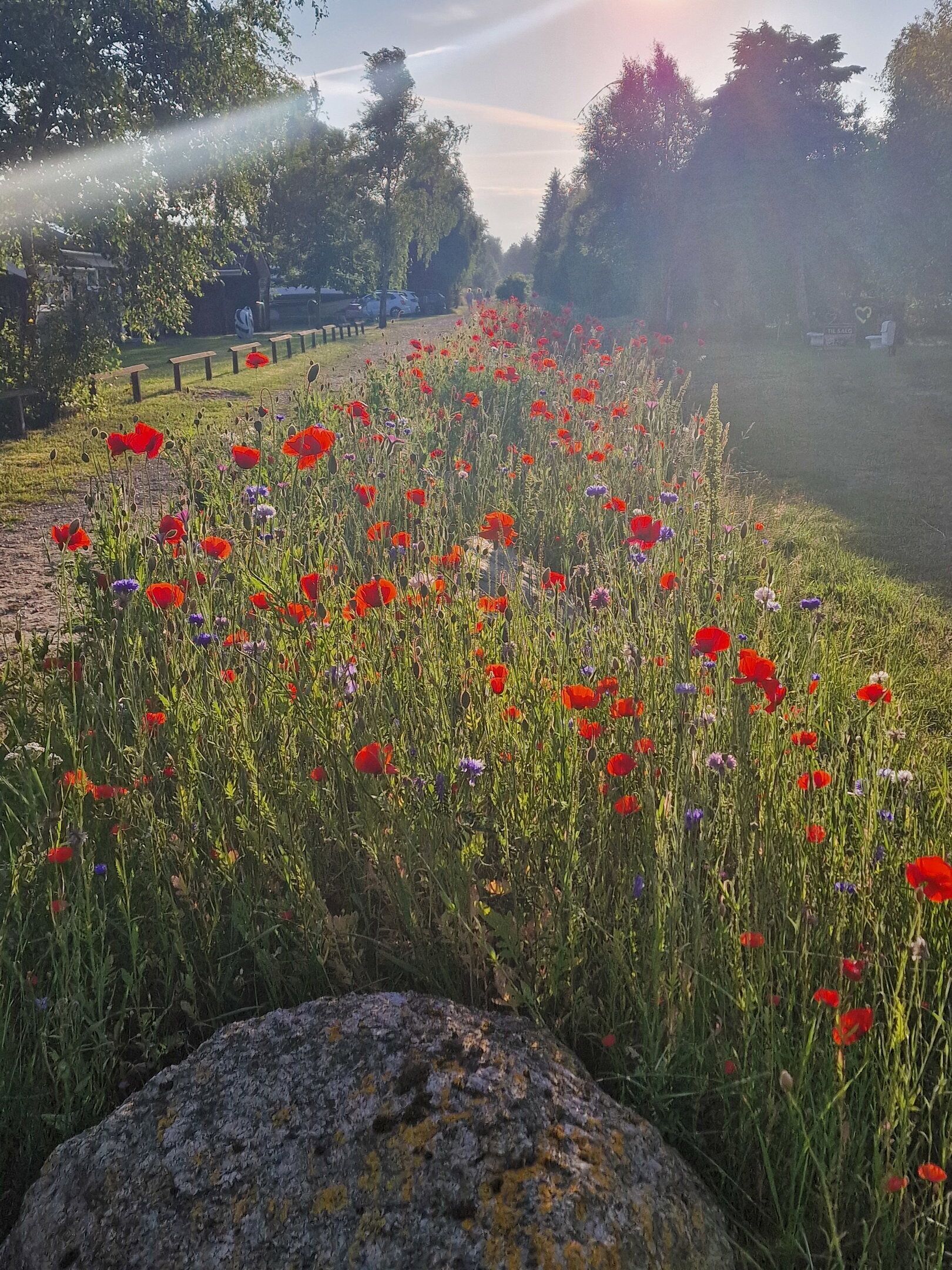 A field of red poppies with a rock in the foreground.