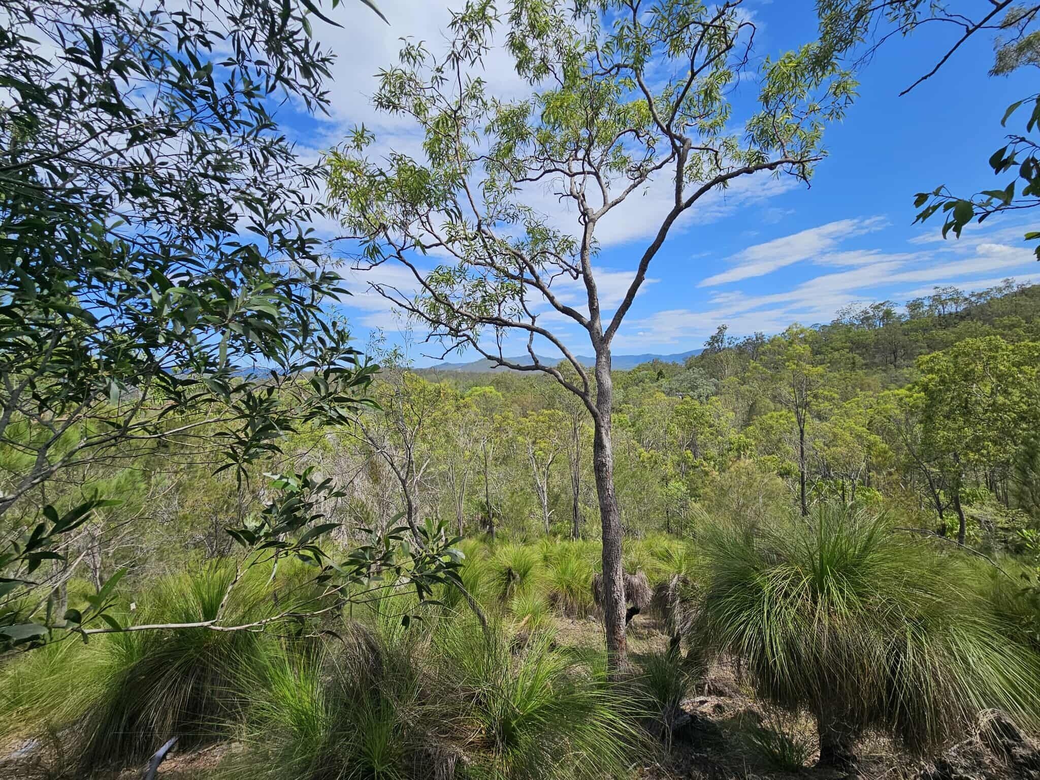 A natural landscape with a prominent tree in the foreground, surrounded by dense greenery and a clear sky.