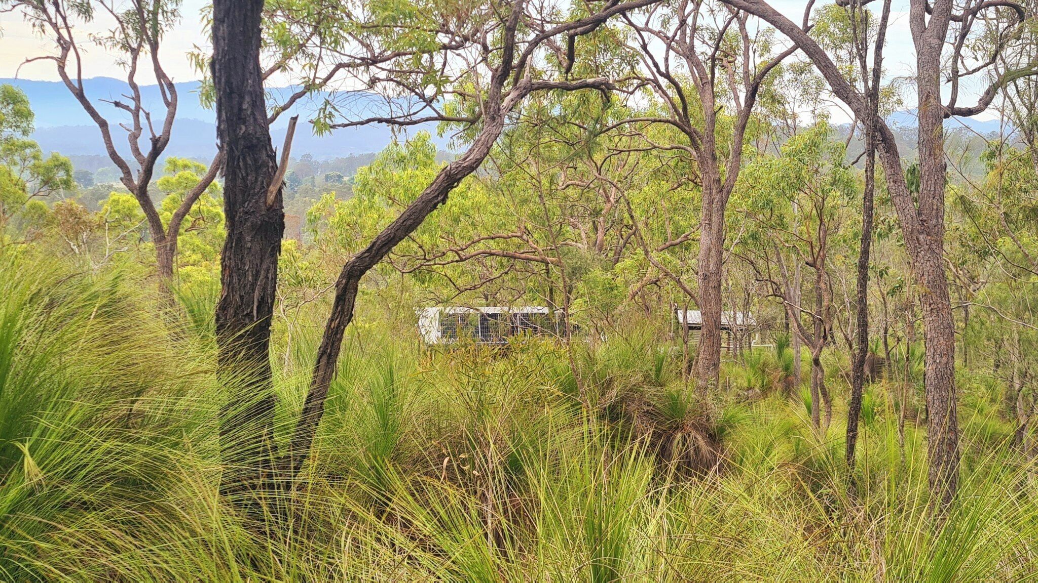 A natural landscape with trees and grass, a small building in the background, and mountains in the distance.