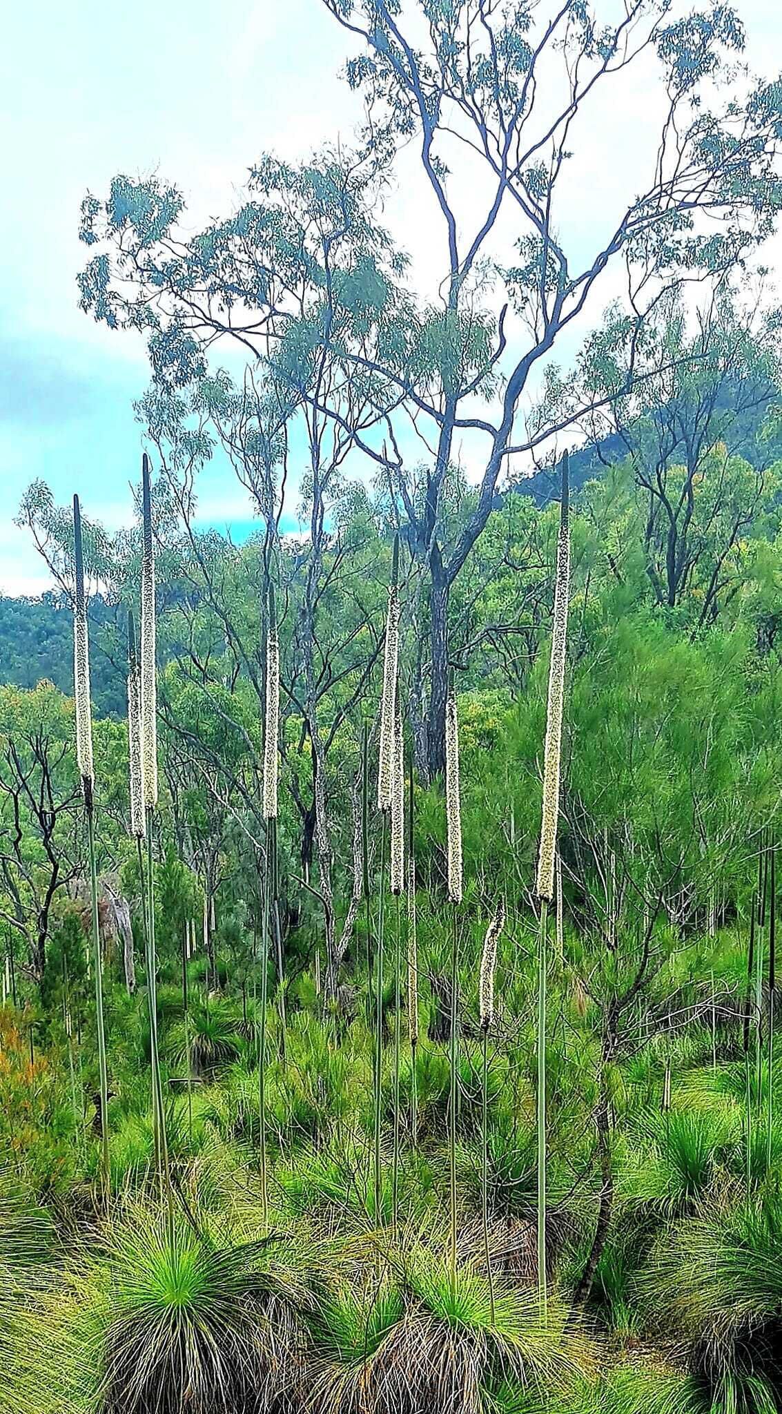 A natural landscape with tall grasses and trees.