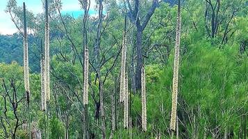 A natural landscape with tall grasses and trees.
