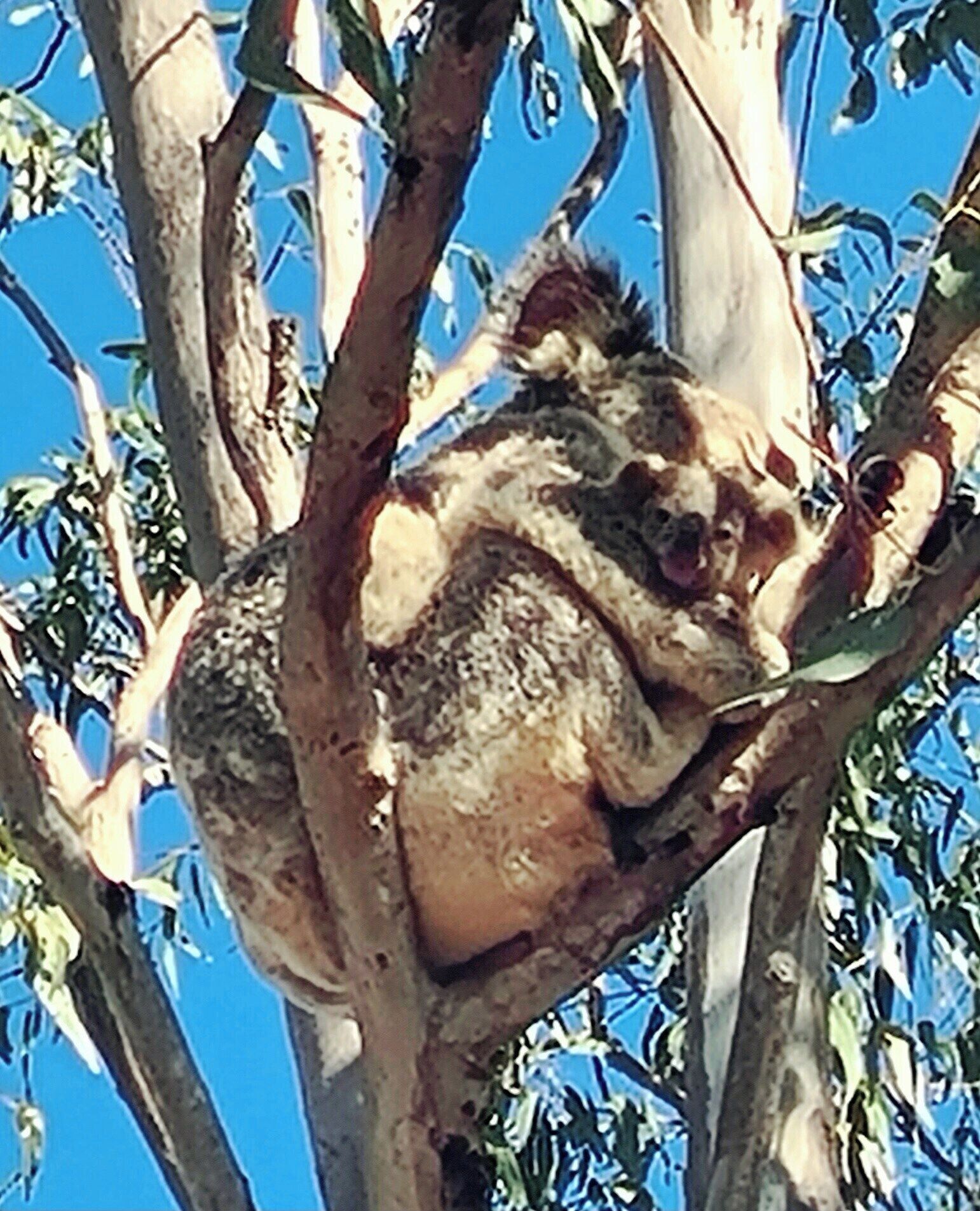 Een koala die in een boom uitrust.
