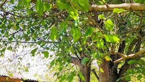 Ein rustikales Holzhaus mit einem großen Baum davor, einer Holztür und einem Fenster.