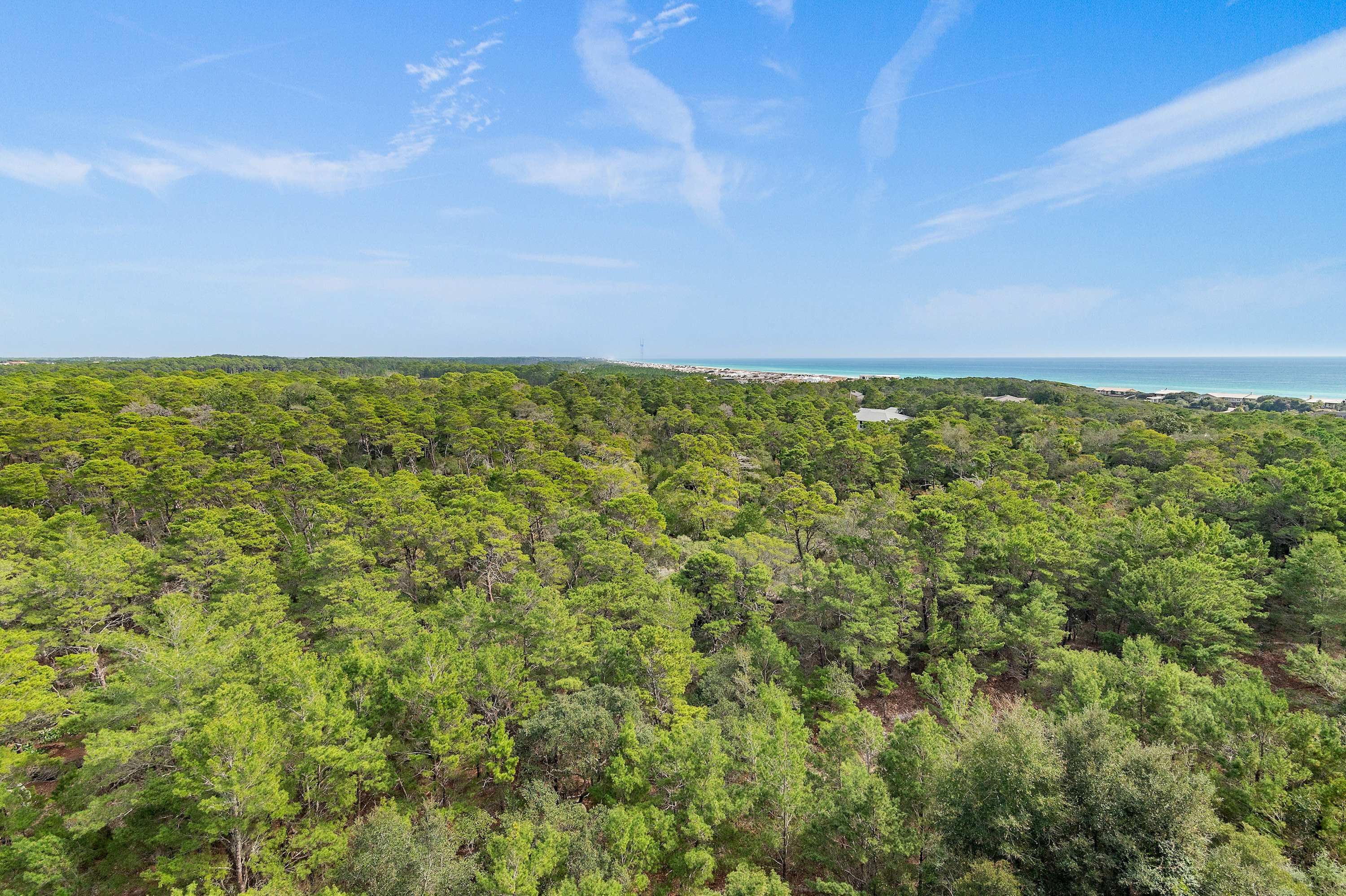 A dense forest with a clear view of the coastline.