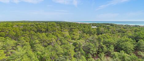 A dense forest with a clear view of the coastline.