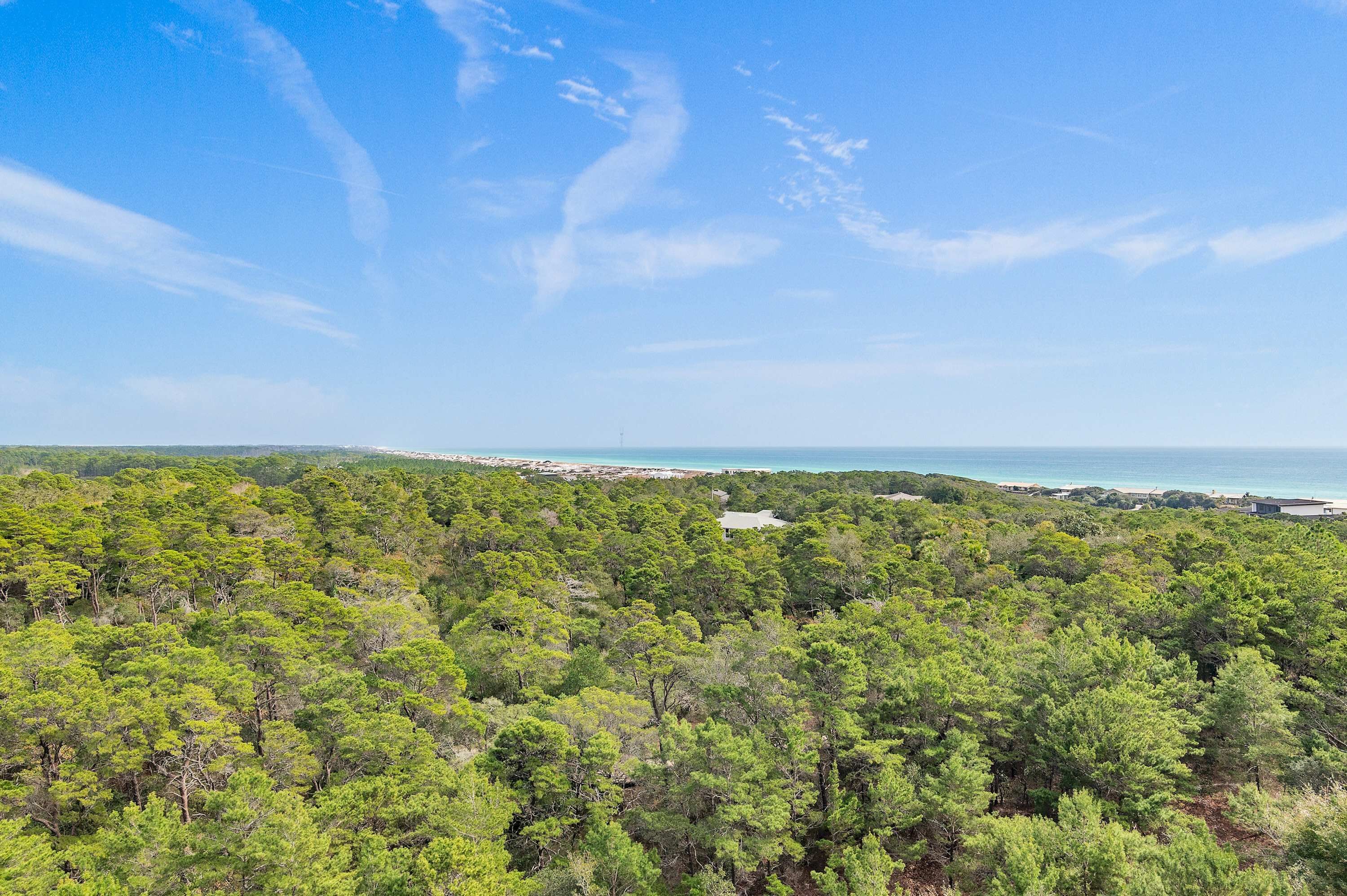 A dense forest with a clear view of the coastline and beach in the distance.